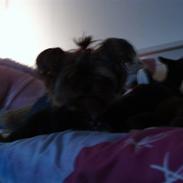 Yorkshire terrier Sille<3<3