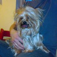 Yorkshire terrier Fiffi