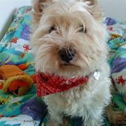 West highland white terrier Ronja (Solo)  R.I.P