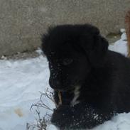 Blanding af racer Jack