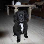 Blanding af racer Jack