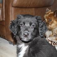 Blanding af racer Jack