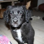 Blanding af racer Jack