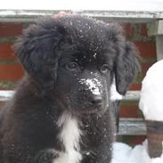 Blanding af racer Jack