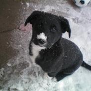 Blanding af racer Louis 