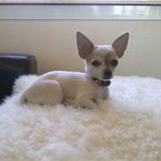 Chihuahua Kenzi