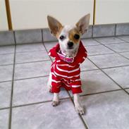 Chihuahua Kenzi