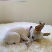 Chihuahua Kenzi