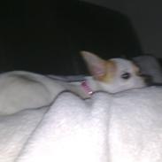 Chihuahua Kenzi