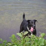 Blanding af racer Tutte