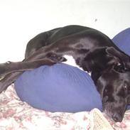 Blanding af racer Tutte