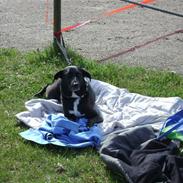 Blanding af racer Tutte