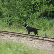 Blanding af racer Tutte