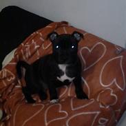 Staffordshire bull terrier Cirkeline