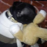 Staffordshire bull terrier Cirkeline