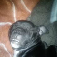 Staffordshire bull terrier Cirkeline