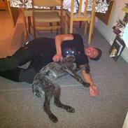 Ruhåret hønsehund Kærholt Frigg