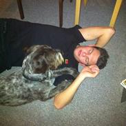 Ruhåret hønsehund Kærholt Frigg