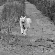 Japansk spids Grazy Daisy - R.I.P. :'( <3