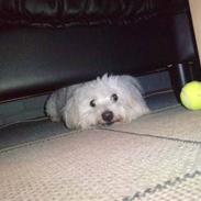 Coton de tulear buller
