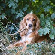 Cocker spaniel Freja