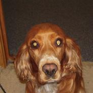 Cocker spaniel Freja