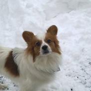 Papillon Buster