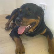 Rottweiler gizmo