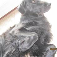 Flat coated retriever Walde (Farmors)