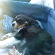 Cavalier king charles spaniel Jackson