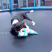 Cavalier king charles spaniel Jackson