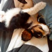 Cavalier king charles spaniel Jackson