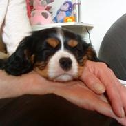 Cavalier king charles spaniel Jackson