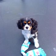 Cavalier king charles spaniel Jackson