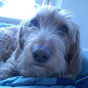 Basset fauve de bretagne walter