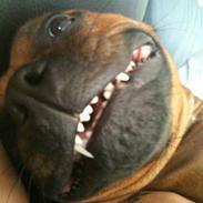 Staffordshire bull terrier colliermans Luna