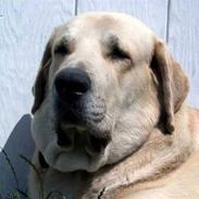 Mastin español Toro de La Pena Mora