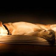 Mastin español Toro de La Pena Mora