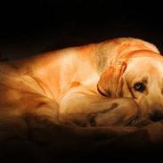 Mastin español Toro de La Pena Mora