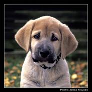 Mastin español Toro de La Pena Mora