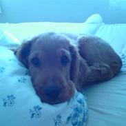 Cocker spaniel SMUT