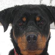 Rottweiler Nugga Chitta Hartmann