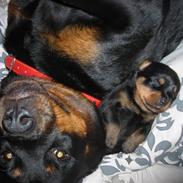 Rottweiler Nugga Chitta Hartmann