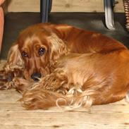 Cocker spaniel Pelé