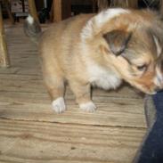 Shetland sheepdog Kiwi