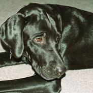 Blanding af racer Balto