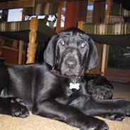 Blanding af racer Balto