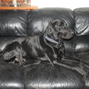 Blanding af racer Balto