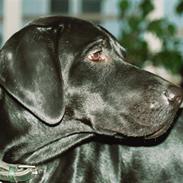 Blanding af racer Balto