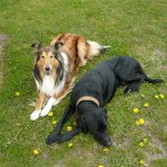 Blanding af racer Balto